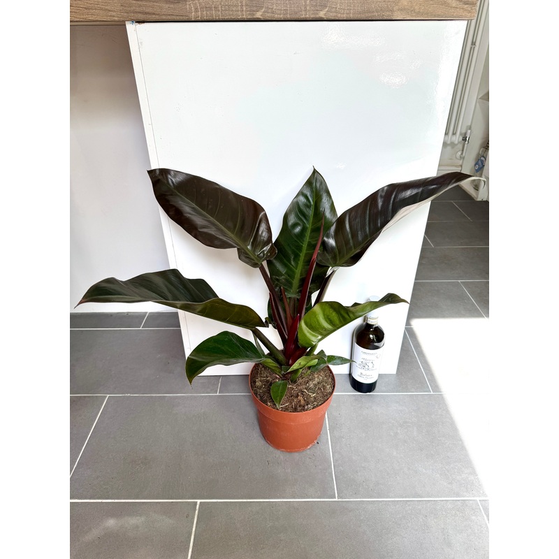 65cm Philodendron Imperial Red