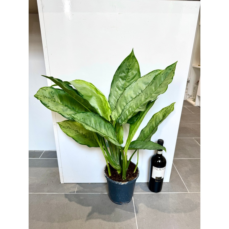 70cm Aglaonema Freedman