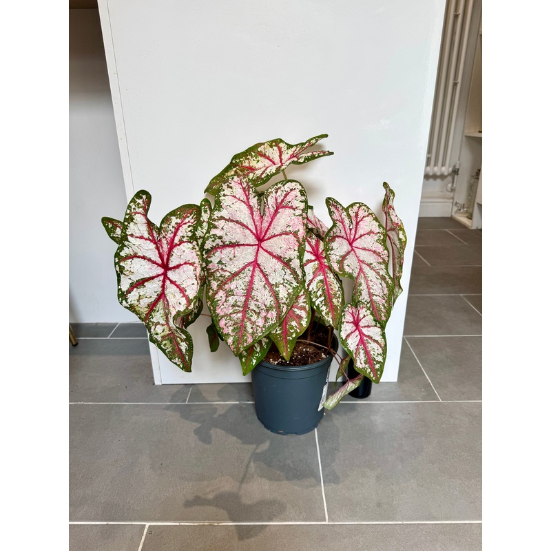 70cm Caladium Tapestry