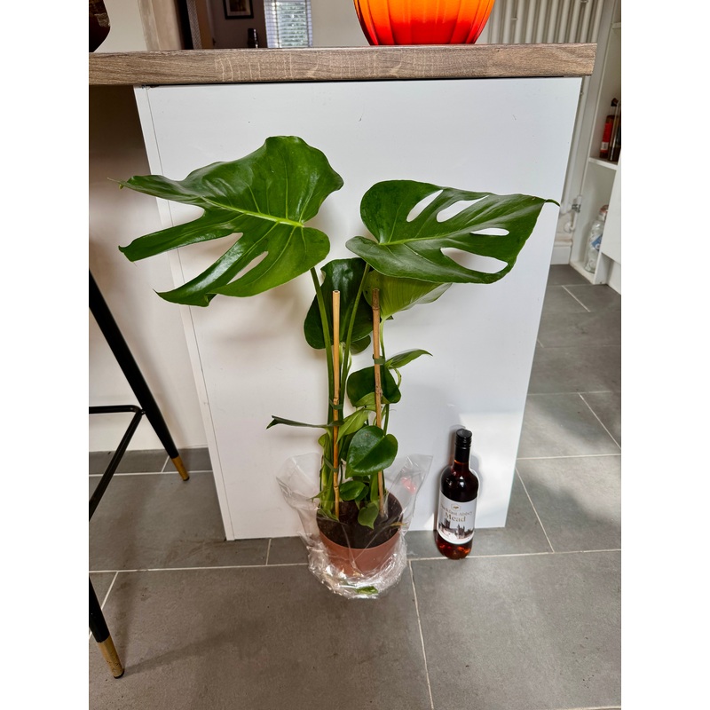 70cm Swiss Cheese Plant