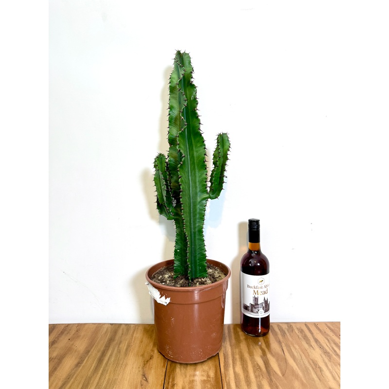 75cm Euprhobia Erytrea Cactus