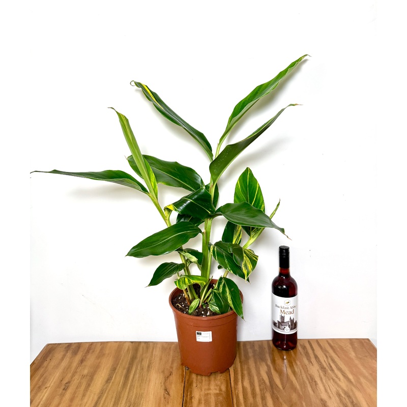 75cm Shell Ginger (Alpinia Variegata)
