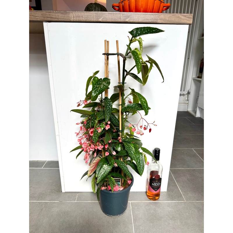 85cm Flowering Begonia Corallina