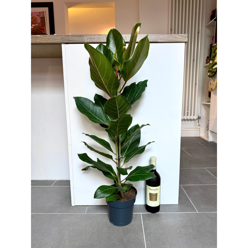 90cm Ficus Benghalensis Joy