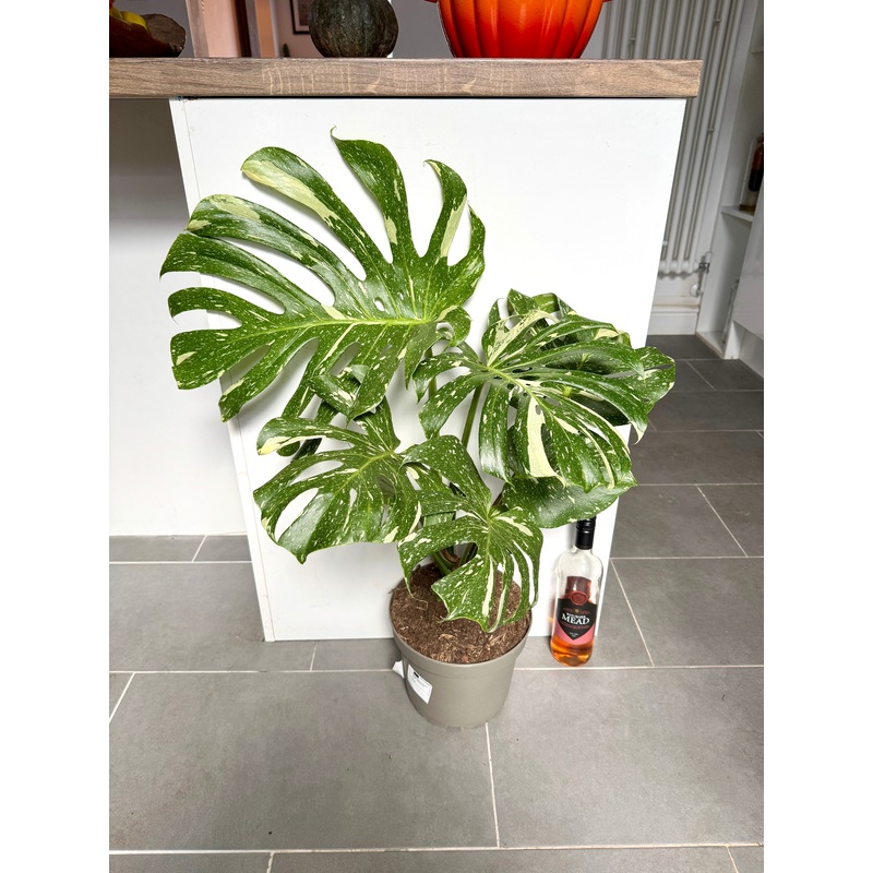 90cm Monstera Thai Constellation (Swiss Cheese Plant)