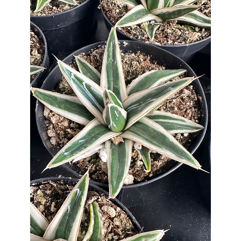 Agave white rhino