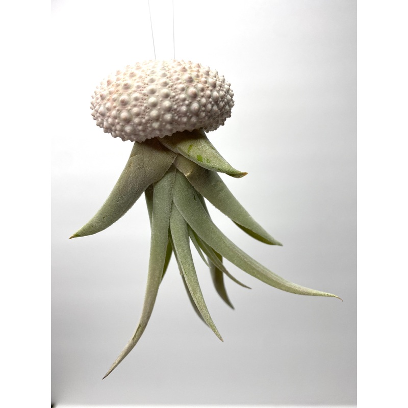 Air Plant Jellies ~ Harrisii