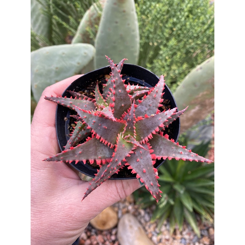 Aloe Christmas Sleigh