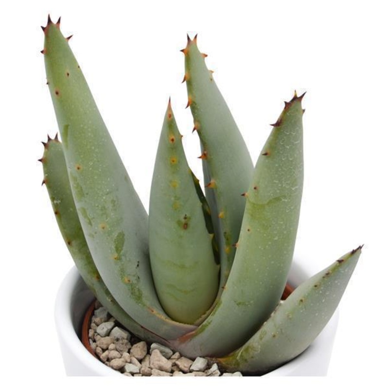 Aloe claviflora – 6cm
