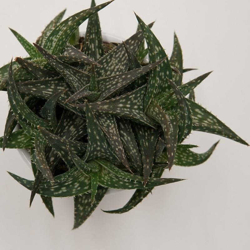 Aloe descoingsii – 6cm