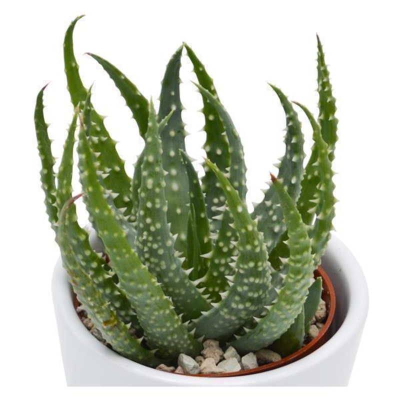 Aloe humilis – 6cm