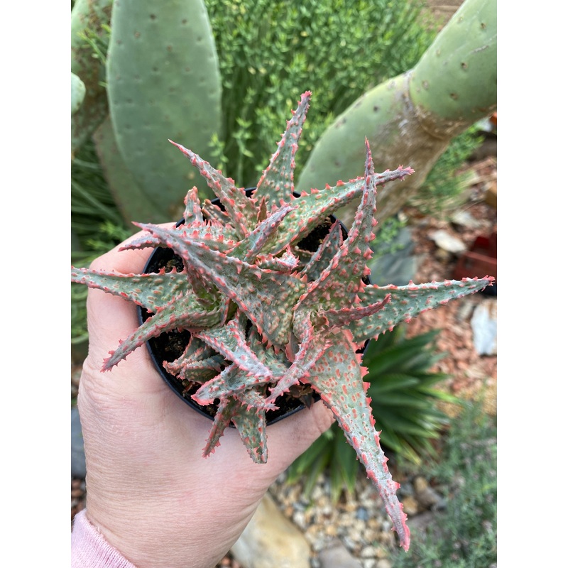 Aloe Oik Hybrid