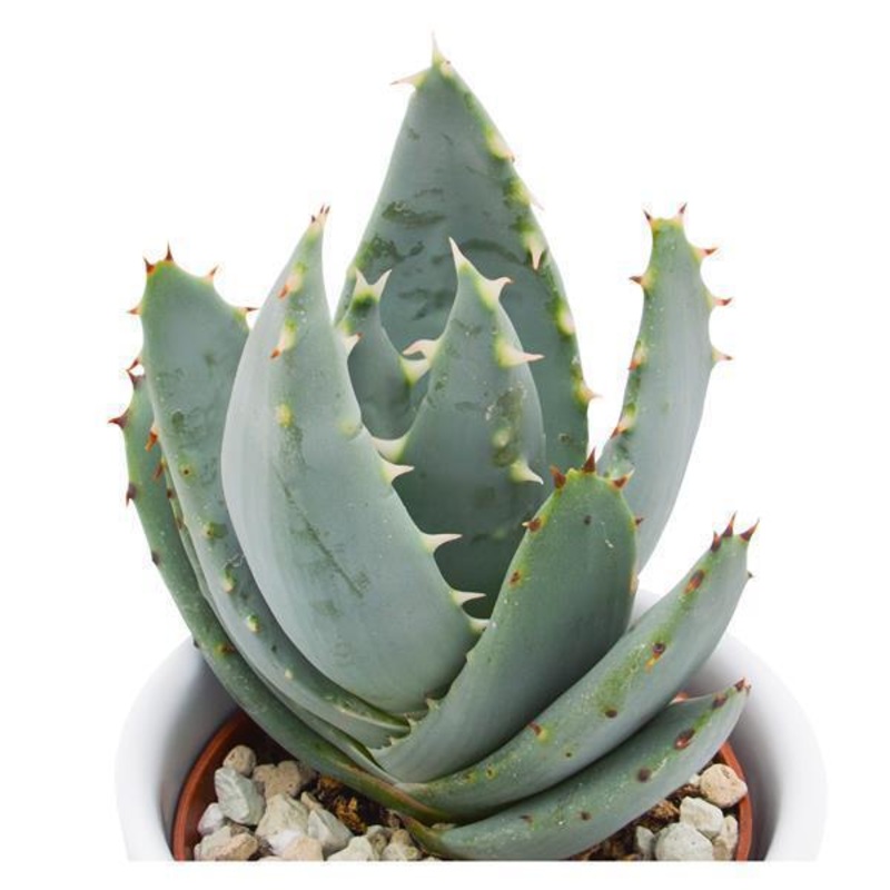 Aloe peglerae – 5.5cm