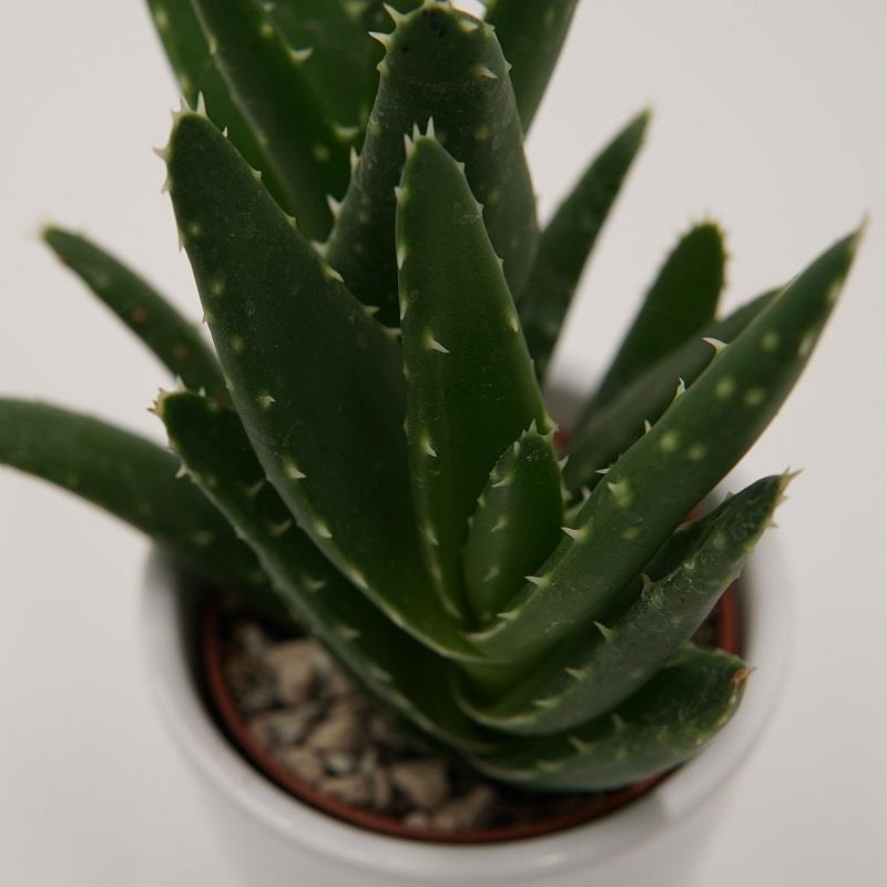 Aloe squarrosa – 6cm