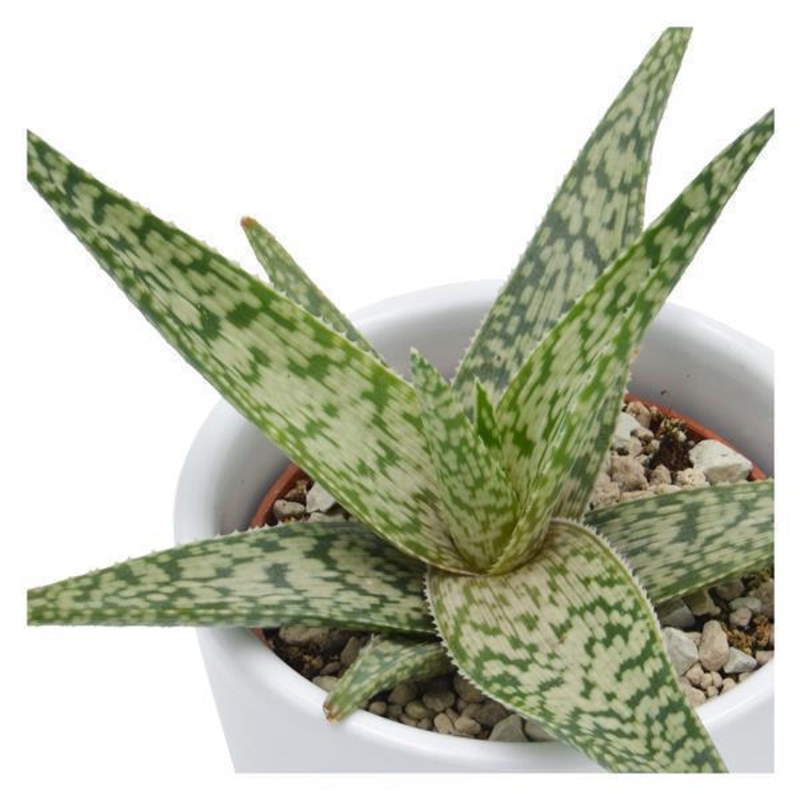 Aloe White Beauty – 6cm