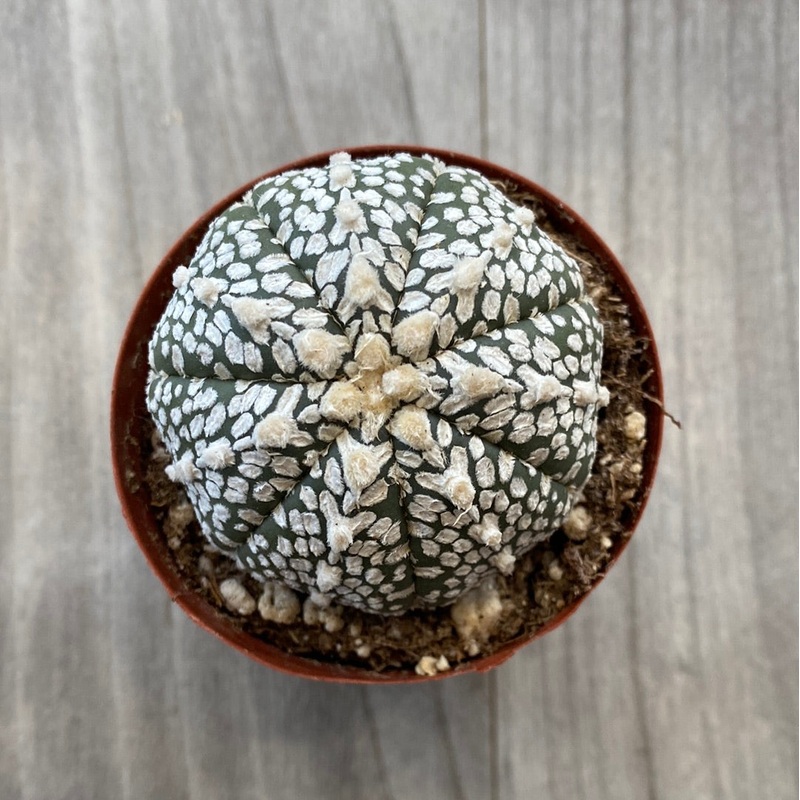 Astrophytum Kabuto