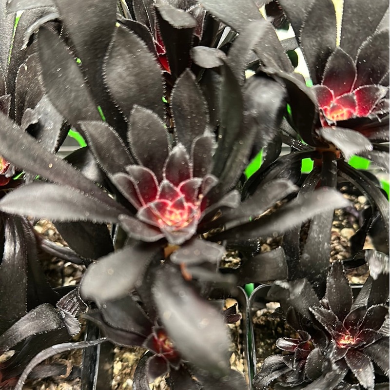 Black Aeonium