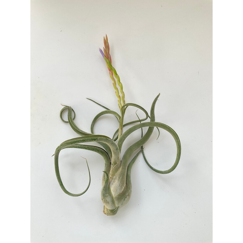 Blooming medusa