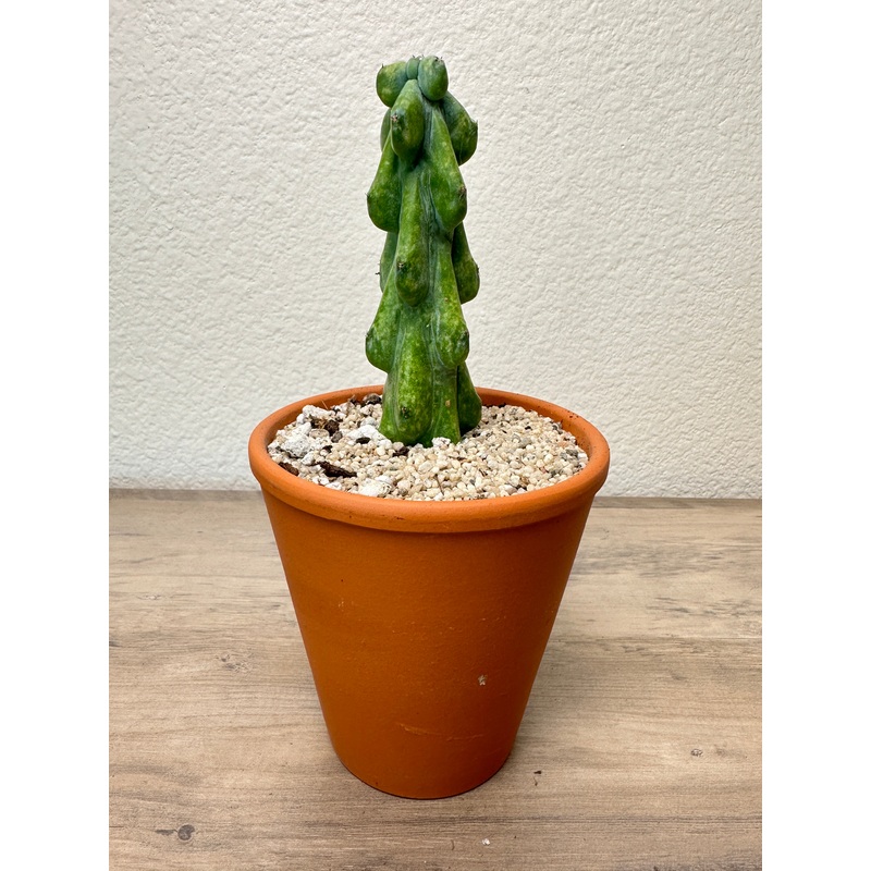 Boob cactus!