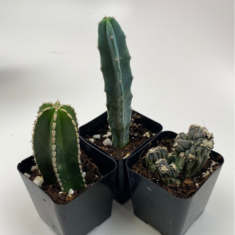 Cactus Trio