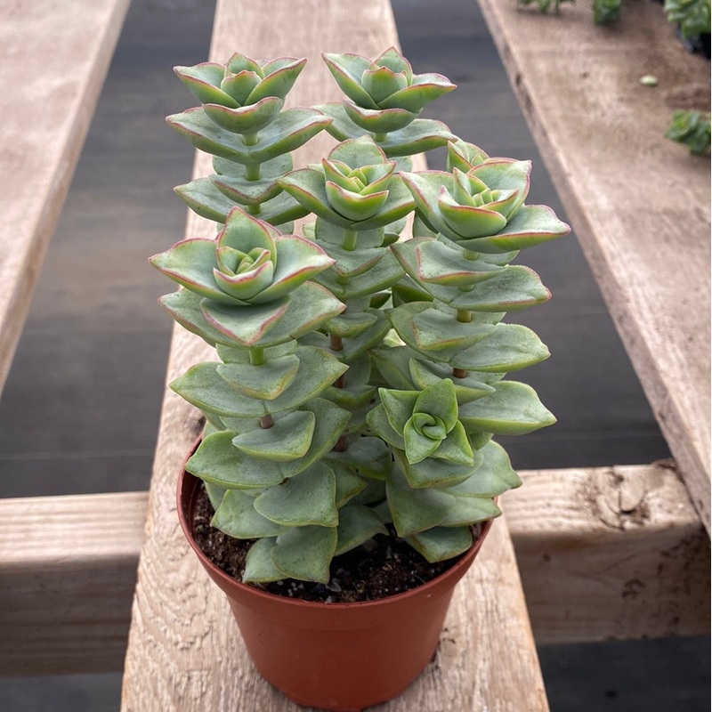 Crassula Perforata Ivory Tower