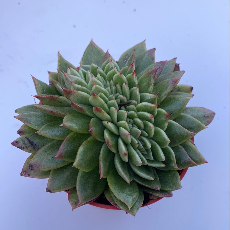 Crested Echeveria