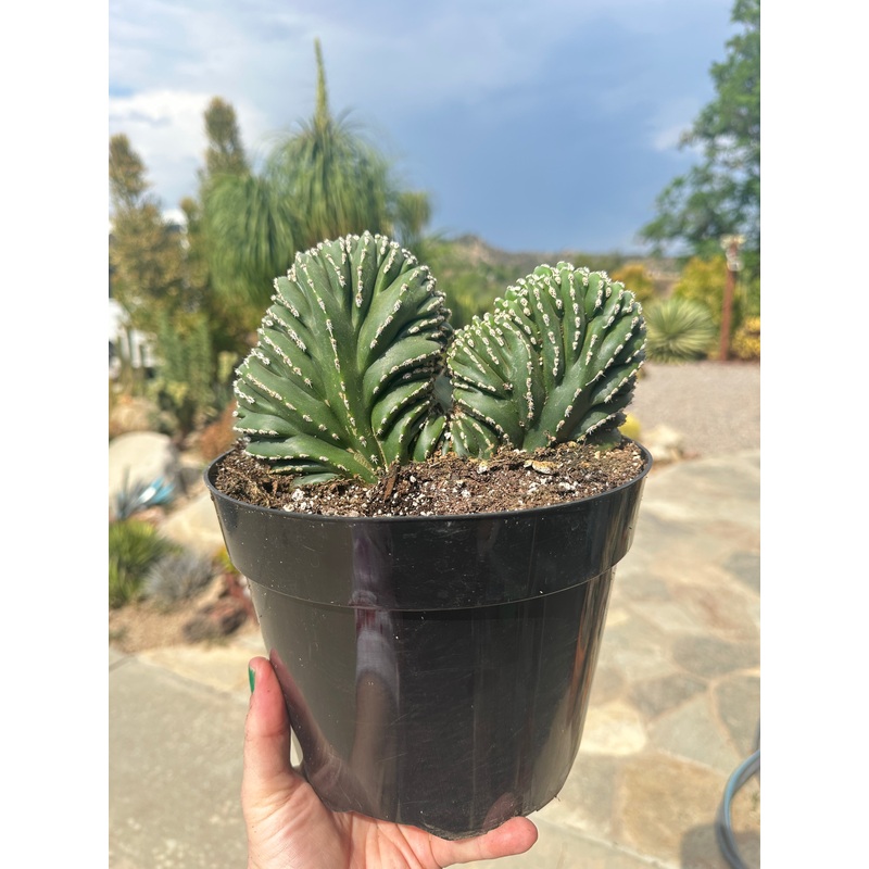 Crested Mexican Fencepost Cactus