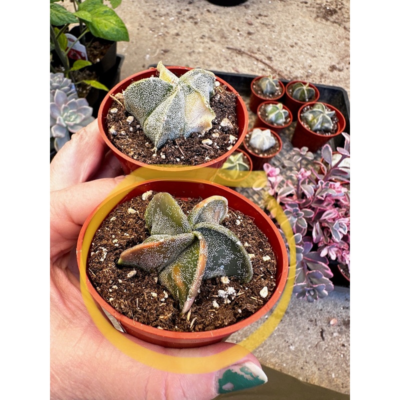Custom plant