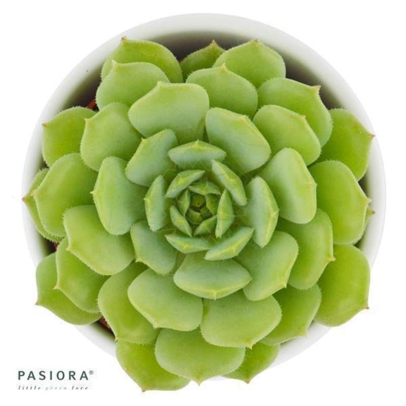 Echeveria derenbergii x derosa – 6cm