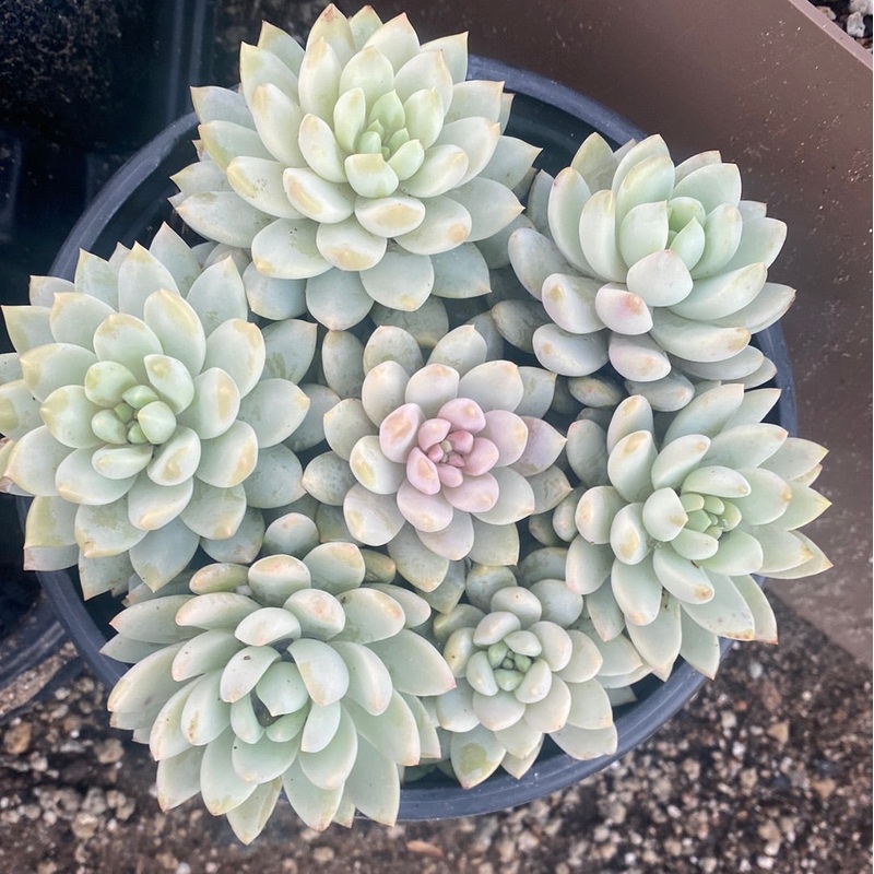Echeveria lilac