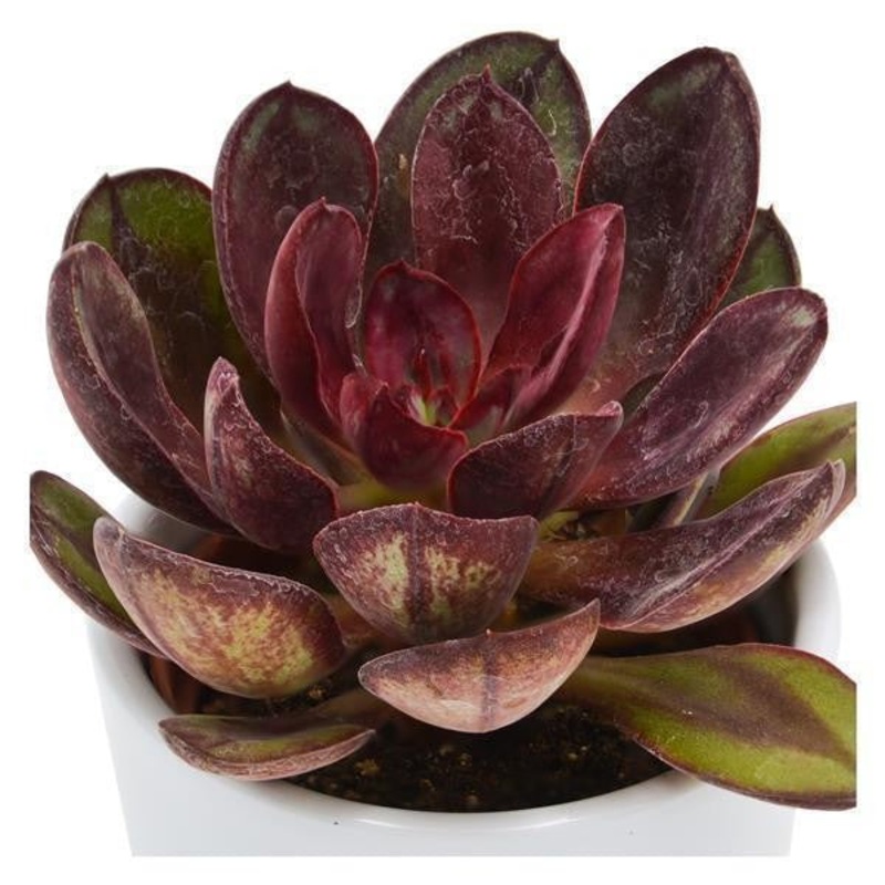 Echeveria Maruba Benitsukasa – 6cm