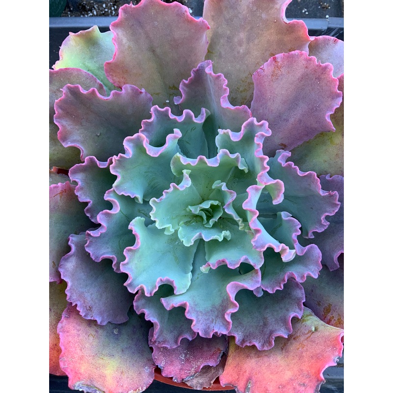 Echeveria ruffles