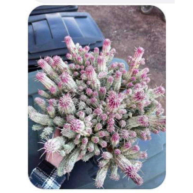 Euphorbia mammalaris