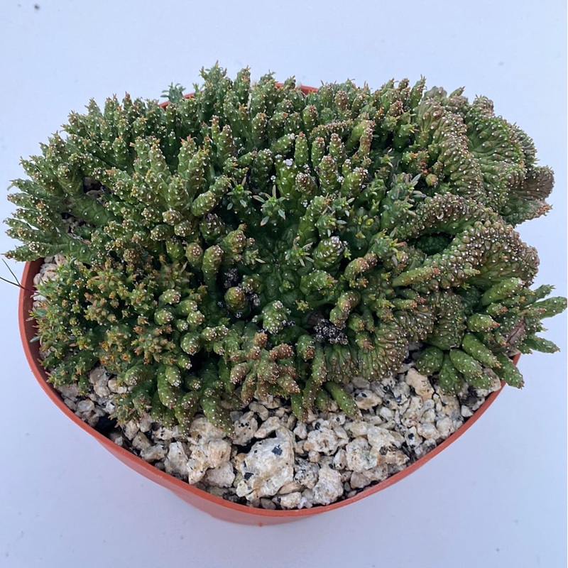 Euphorbia medusa
