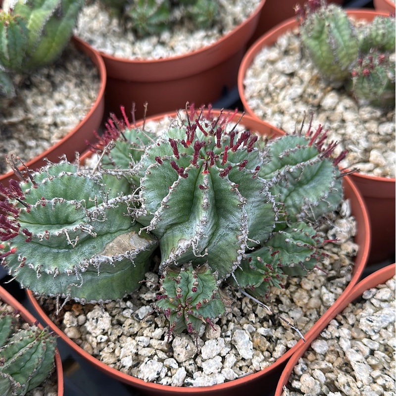 Euphorbia tubiglans|6