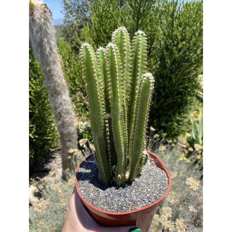 Fairy Castle Cactus 6