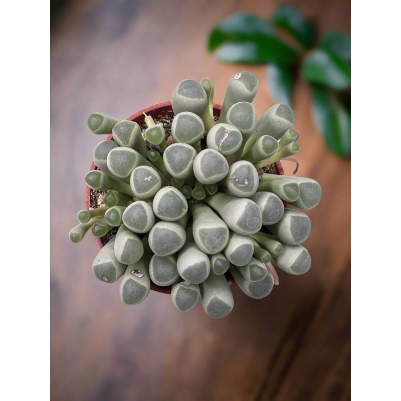 Fenestraria Rhopalophylla / Baby Toes