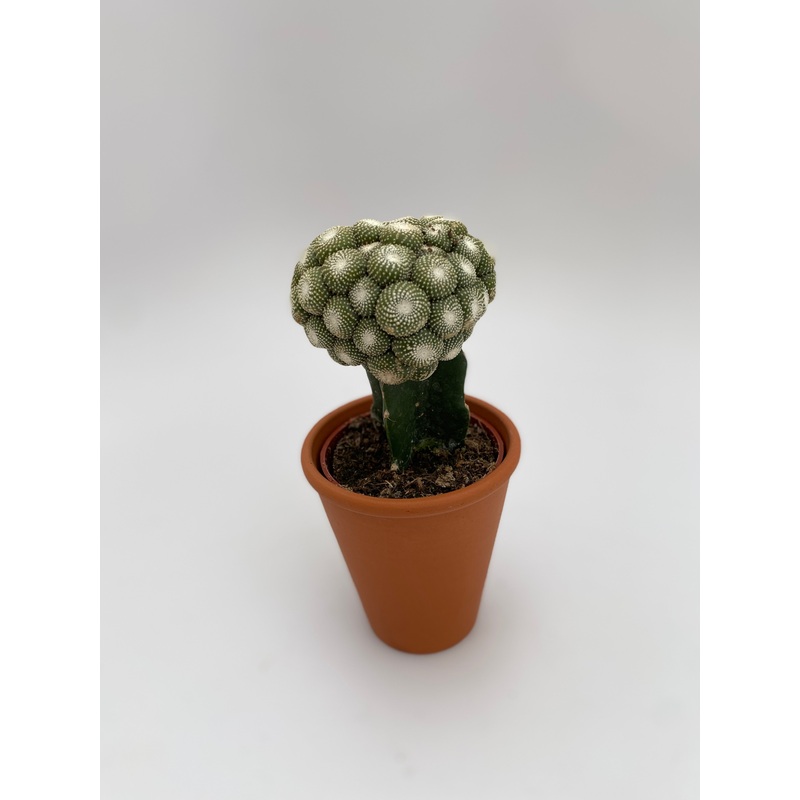 Grafted Blossfeldia liliputana