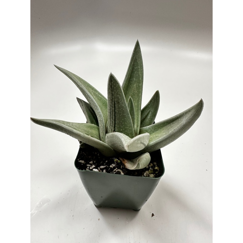 Green Ice gasteria