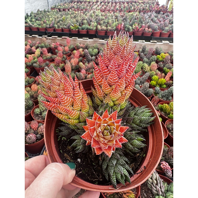 Haworthia coarctata