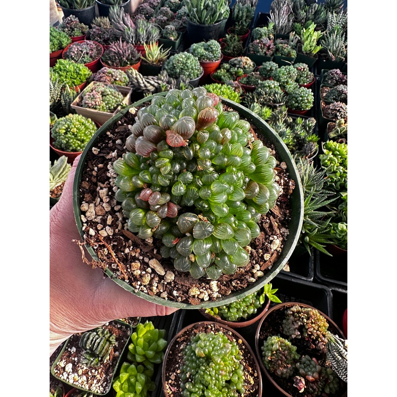 Haworthia cooperii