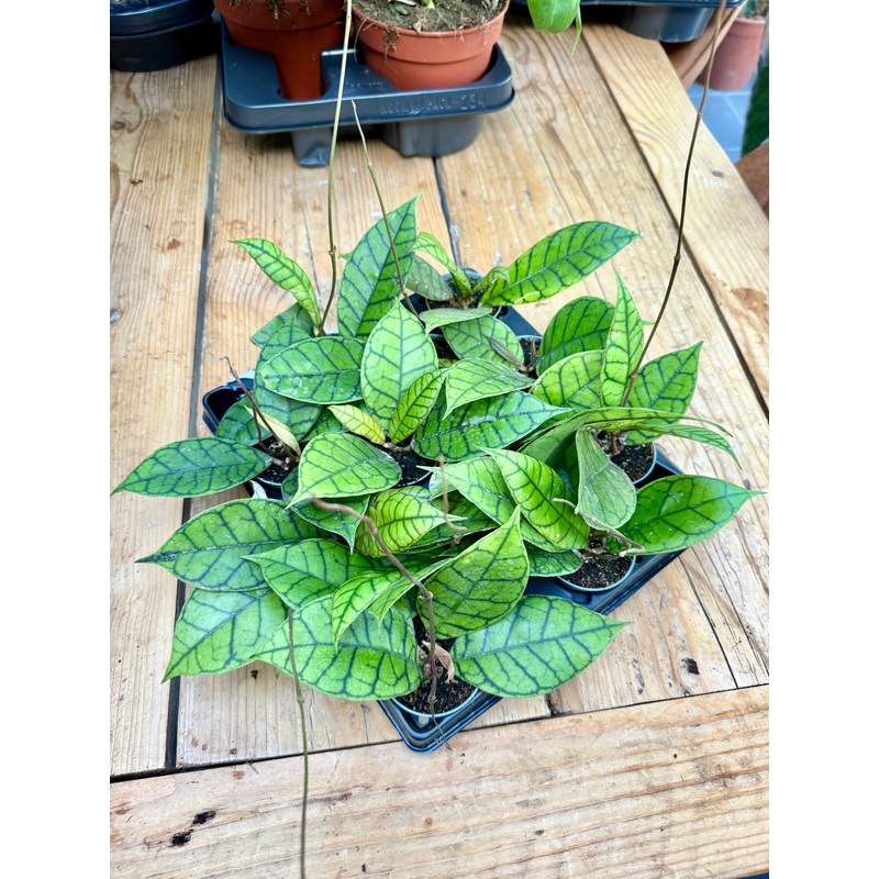 Hoya Callistophylla – 6cm pots