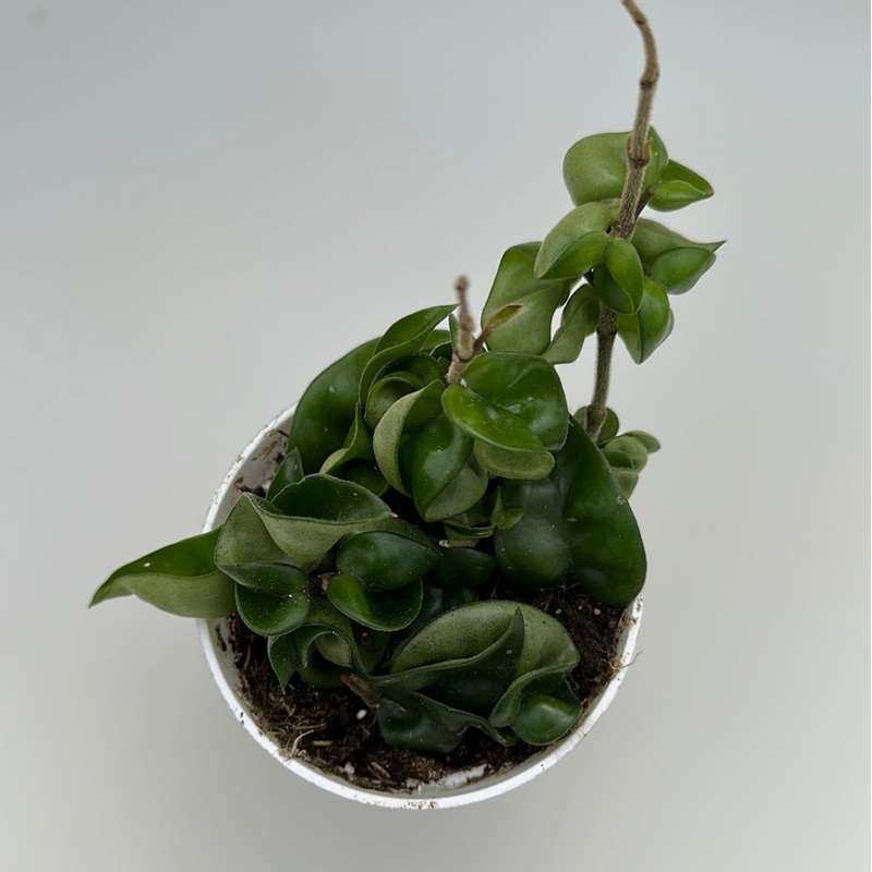 Hoya Hindu Rope