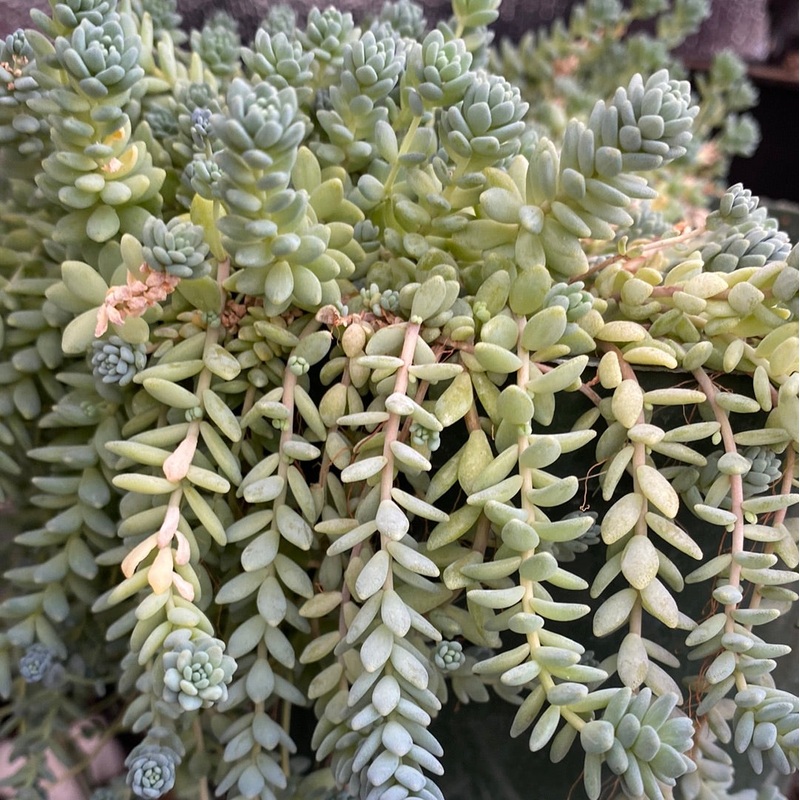 Icu|Cactus $10|Cactus $20|Succulents $10|Succulents $20