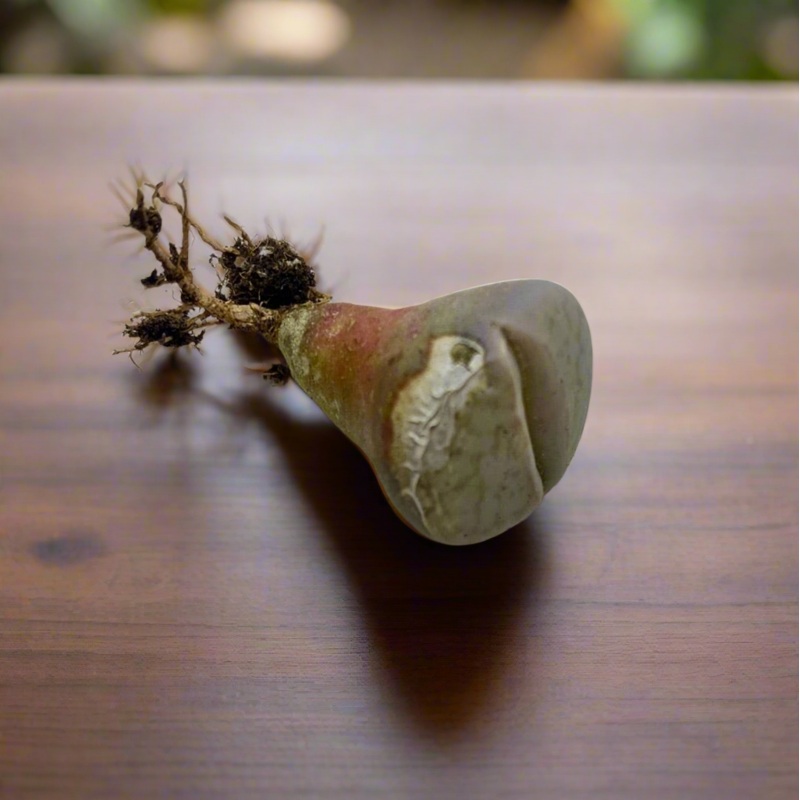 ICU Lithops