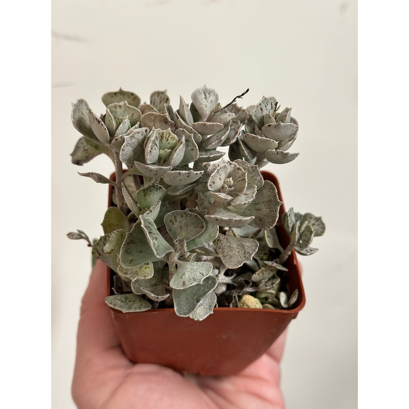 Kalanchoe rhombopilosa Pies from heaven