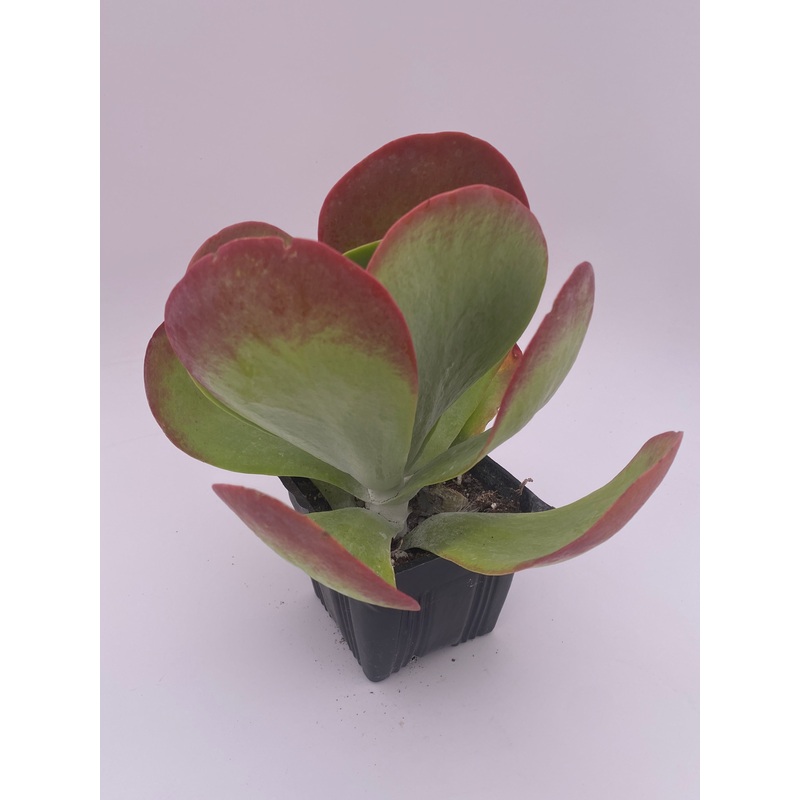 Kalanchoe thyrsiflora ~ Flapjack plant
