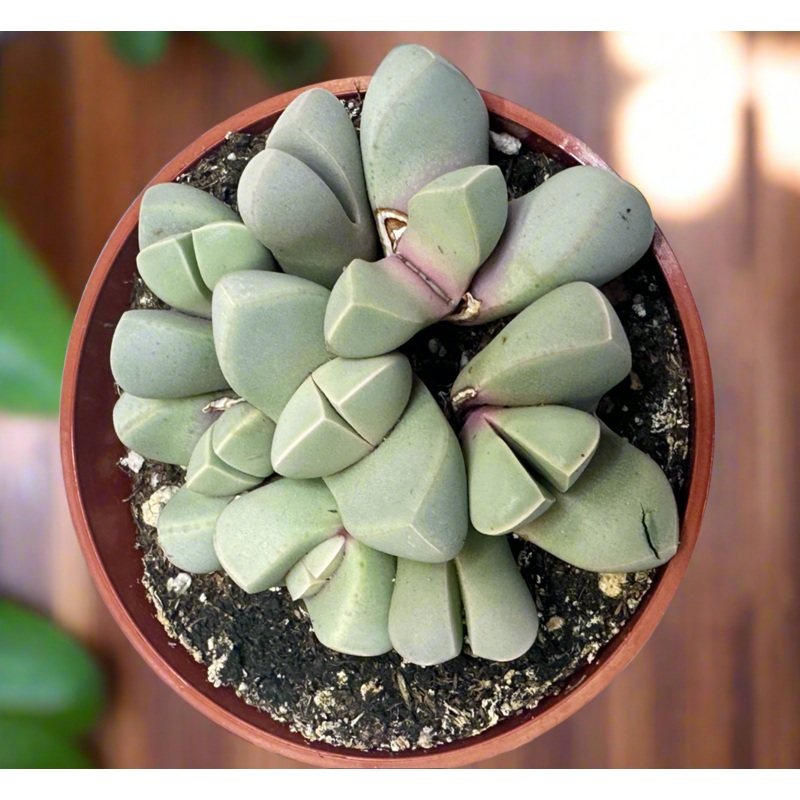 Lapidaria margaretae – Karoo Rose