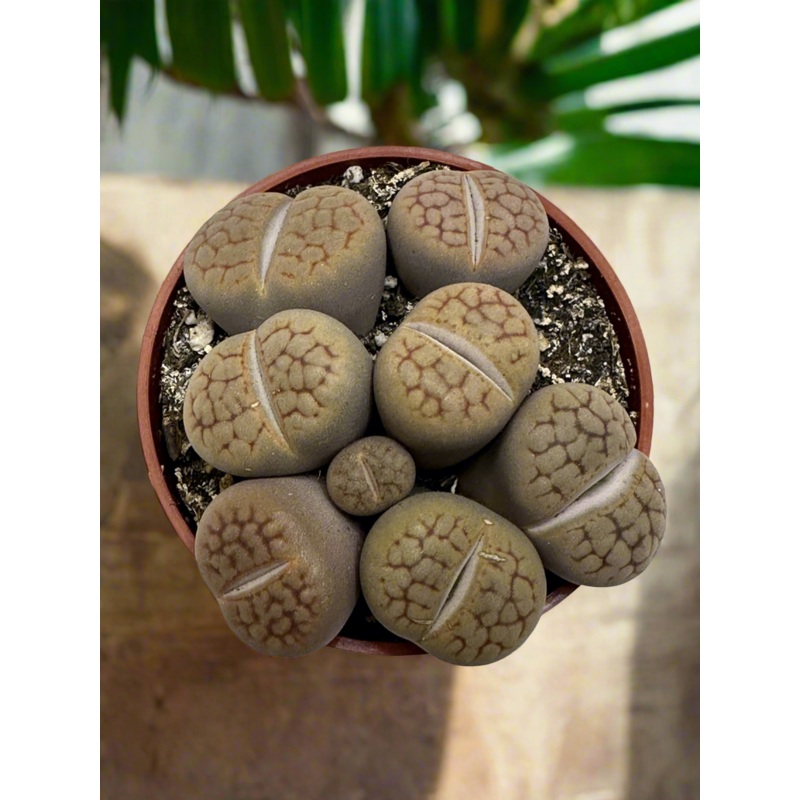 Lithops hookeri lutea