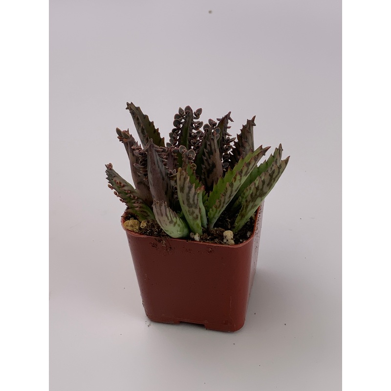 Mother of Millions